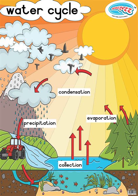 Water Cycle Classroom Poster Educational Toys Online