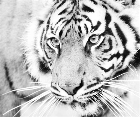 Black And White Tiger Zoom Images Flickr