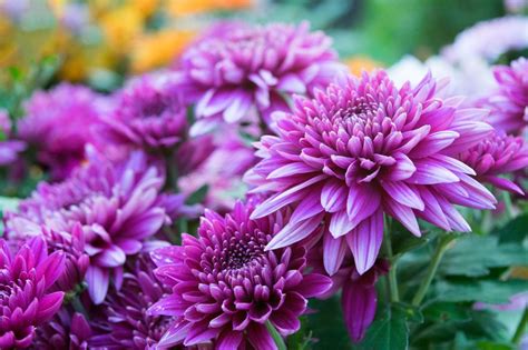 Picture Of Mums Flower Best Flower Site