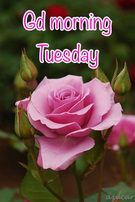 อัปเดตล่าสุด 18 ธันวาคม 2563 เวลา 10:03:27 1,975,287 อ่าน Good morning Tuesday | วันอังคาร อรุณสวัสดิ์ และ กุหลาบ