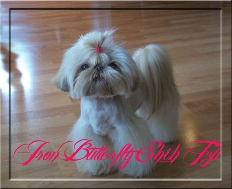 Best dog food for shih tzus with a sensitive stomach? Iron Butterfly Chinese Imperial Shih Tzu Tiny Teacup ...
