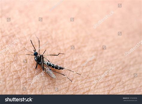 Mosquitoes Aedes Aegypti Hit Slap Dead Stock Photo 727699036 Shutterstock