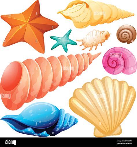 Different Types Of Seashells Stock Vector Image And Art Alamy