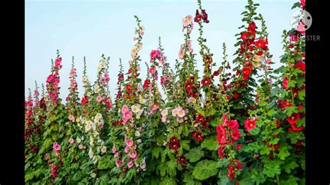 How To Grow Hollyhock From Seeds Youtube