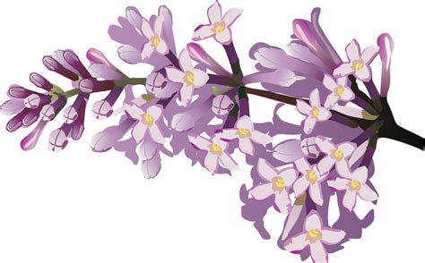 Flower Drawing Lilac Flower Png Download 1595992 Free