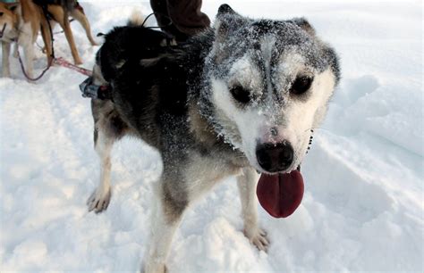 Lead Sled Dog These Guys And Gals Love The Snow Cory Brown Flickr