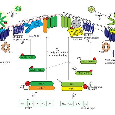Parallel Pathways In Asv And Hiv Gag Budding Retroviruses Recruit