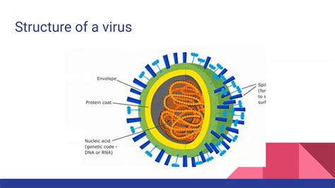 Incidence prediction ahead of season remains a challenge largely because of the virus' antigenic evolution. VIRUS STRUCTURE AND HOW DO THEY REPLICATE?- For AQA, OCR ...