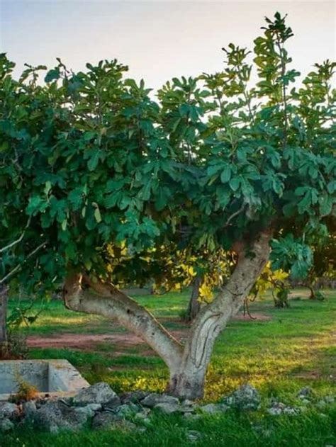 11 Different Types Of Fig Trees Plus Interesting Facts Nayturr