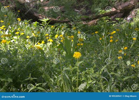 Shady Glade With Bright Yellow Flowers Of Taraxacum Officinale Stock