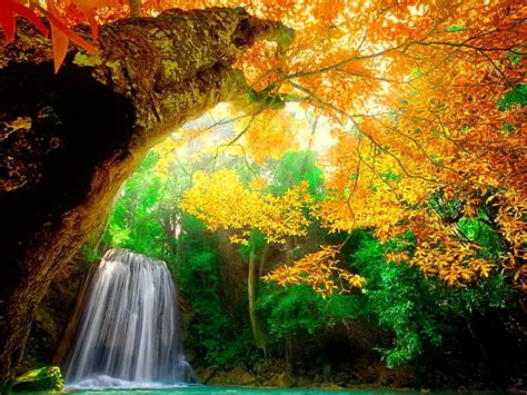 1920x1080px 1080p Free Download Autumn Tree Forest Fall Autumn