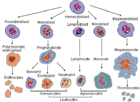 Difference Between Granulocytes And Agranulocytes