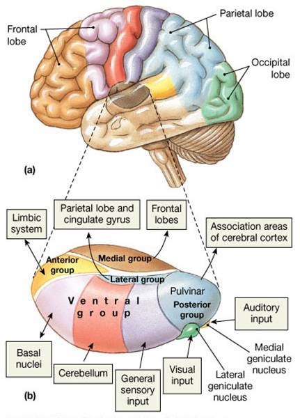 Associate Degree Nursing Physiology Review