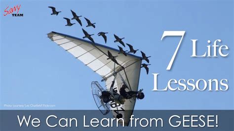 7 Life Lessons We Can Learn From Geese Life Lessons Leadership