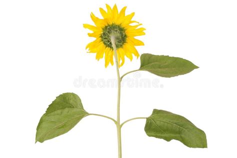 Beautiful Yellow Sunflower Stock Image Image Of Petal 89910465