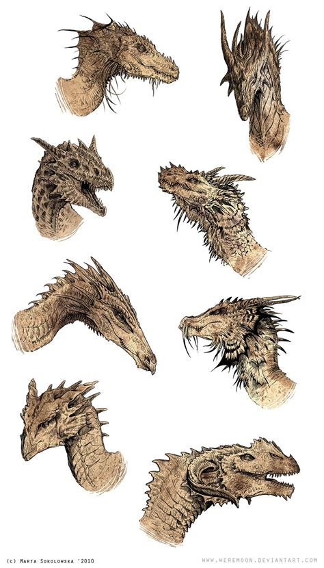 Dragon Heads Dragon Artwork Dragon Sketch Dragon Anatomy