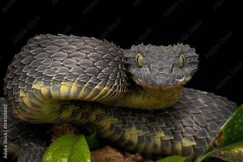 Black Bush Viper Snake Atheris Squamigera Coiled To Strike Stock