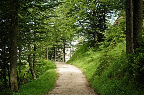 Free Images Tree Grass Wilderness Hiking Meadow Sunlight Leaf