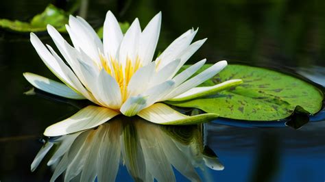 Water Lily Flowers Photography Desktop Wallpaper Preview