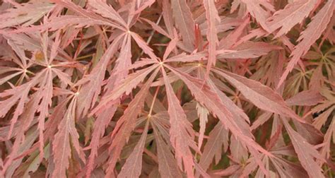 Maple Japanese ‘red Dragon Red Weeping Gossetts Landscape Nursery