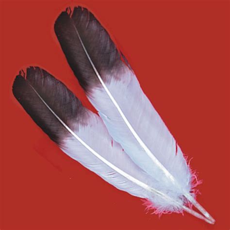 Eagle Feathers | Brown Tip Imitation Eagle Wing Feathers ...