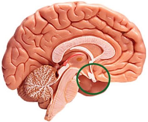 Enlarged Pituitary Gland Symptoms Causes Diagnosis Treatment