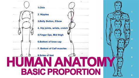Human Anatomy Basic Body Proportions For Beginners Drawing Tutorial Youtube