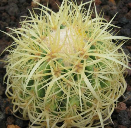 A mature cactus will bloom in the summer with flowers that grow in whorls around the top of the plant. Echinocactus grusonii v curvispinus - Golden Barrel Cactus ...