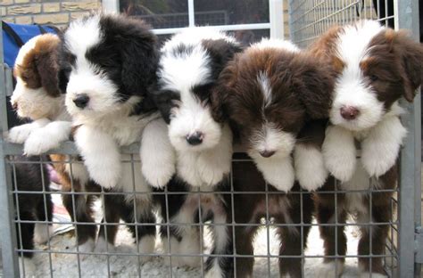 1000+ images about BEARDED COLLIE on Pinterest | Pets, Portrait and Puppys