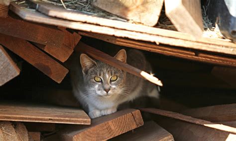 Preventive Care For Outdoor Cats Clinicians Brief