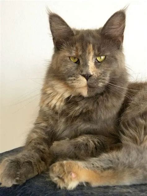 Dilute Tortie Cat Guide And Unique Facts Catspurfection