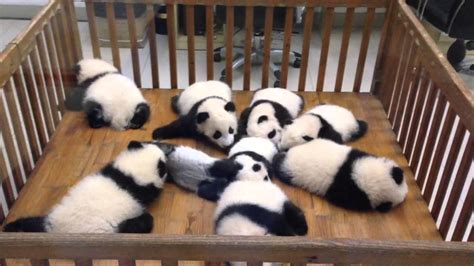 Super Cute Baby Giant Panda Nursery Youtube