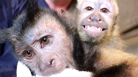 Capuchin Monkey Morning Bath Time Double Monkey Bath Youtube