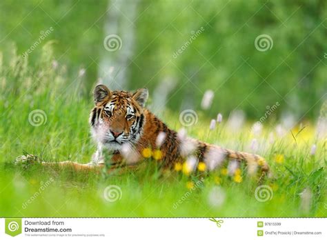 Summer With Tiger Tiger With Pink And Yellow Flowers Siberian Tiger