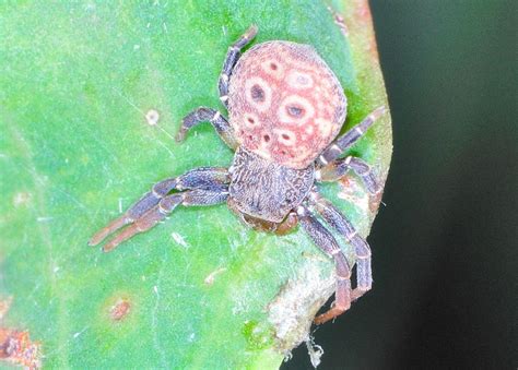 Army ants vs rainforest land crab | monster bug wars. Black Crab Spider - Cymbacha saucia