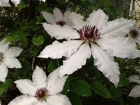 May to june and august to september. Climbers - using every available space. Clematis : Grows ...