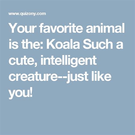 Your Favorite Animal Is The Koala Such A Cute Intelligent Creature
