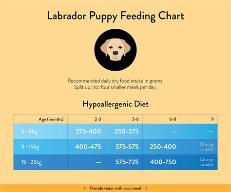 Labrador Feeding Guide Lovejoys Pet Food