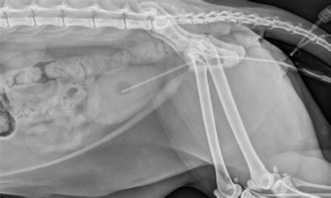 Urinary Catheter Placement For Feline Urethral Obstruction Veterinary