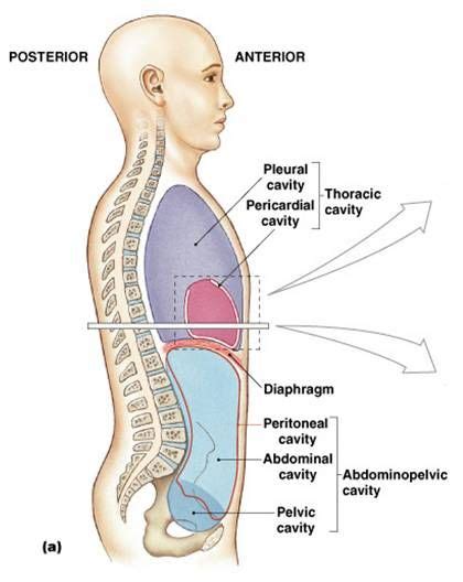 Coelom Thoracic Cavity Anatomy Human Anatomy