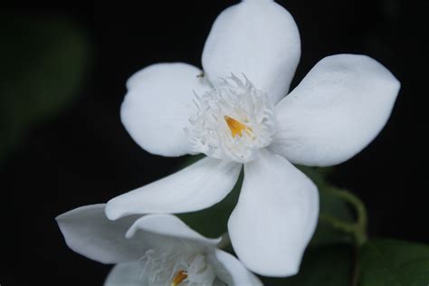 Macro Photography Jasminum Sambac Bunga Melati Putih Puspa Bangsa