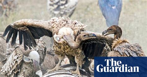 Un Urged To Swoop On Vulture Funds Vulture Funds The Guardian