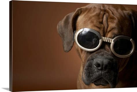 Dog Wearing Sunglasses Photo Canvas Print Great Big Canvas