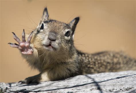 This Squirrel Appreciation Day We Have A Few Surprising Squirrely Facts