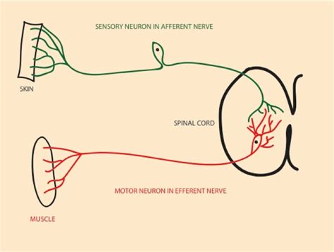 Webster's new world college dictionary, 4th edition. Peripheral nervous system - Queensland Brain Institute ...