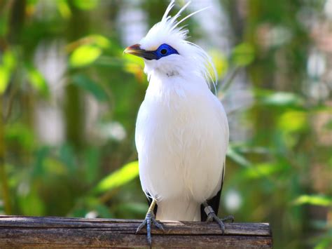 You can also upload and share your favorite pyke wallpapers. Bali Starling Wallpapers - 1600x1200 - 531461