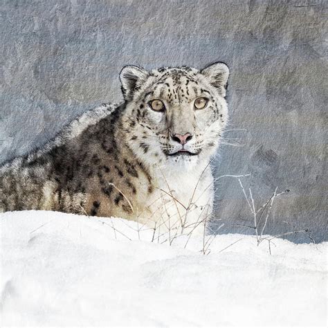 Painterly Snow Leopard Portrait Photograph By June Jacobsen