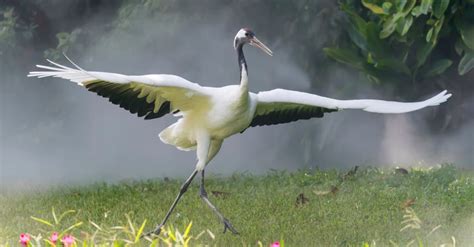 Red Crowned Crane The National Bird Of China A Z Animals