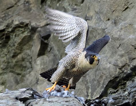Peregrine Falcon Off Pa Endangered List The River Reporter