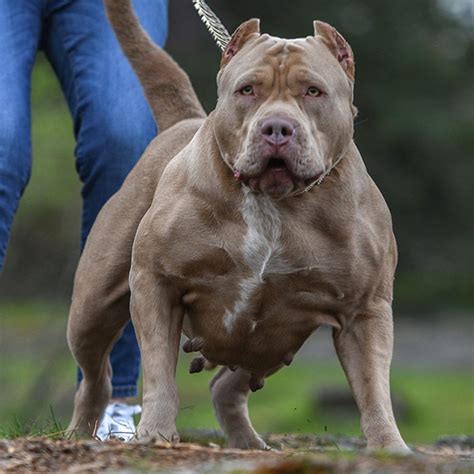 Mr pitbull kennels is the world leader in everything pit bull related. Huge Pitbull Puppies for sale. Blue Nose Pitbulls, Merle Tri Lilac Chocolate Black White color ...